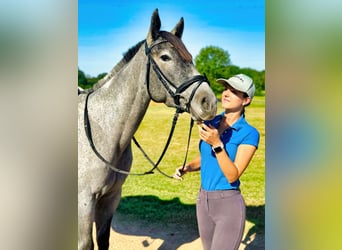 Caballo cuarto de milla, Yegua, 4 años, Ruano azulado