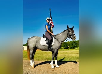 Caballo cuarto de milla, Yegua, 4 años, Ruano azulado