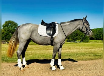 Caballo cuarto de milla, Yegua, 4 años, Ruano azulado