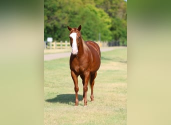Caballo cuarto de milla, Yegua, 5 años, 142 cm, Alazán rojizo