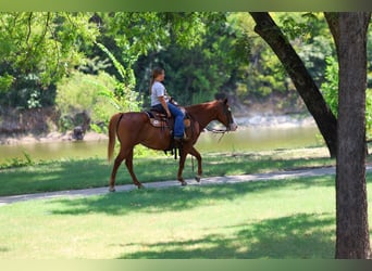 Caballo cuarto de milla, Yegua, 5 años, 142 cm, Alazán rojizo