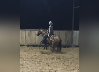 Caballo cuarto de milla, Yegua, 5 años, 142 cm, Alazán rojizo