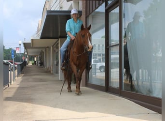 Caballo cuarto de milla, Yegua, 5 años, 142 cm, Alazán rojizo