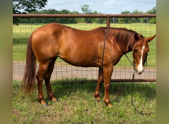 Caballo cuarto de milla, Yegua, 5 años, 142 cm, Alazán rojizo