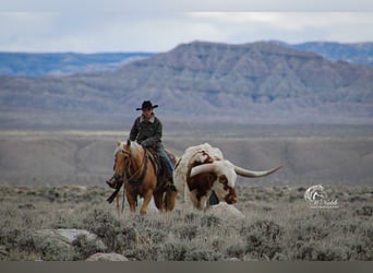 Caballo cuarto de milla, Yegua, 5 años, 142 cm, Palomino