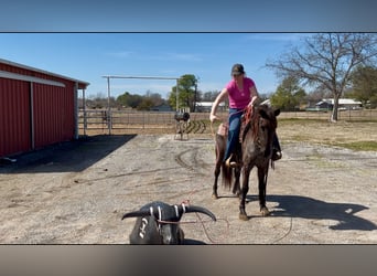 Caballo cuarto de milla, Yegua, 5 años, 142 cm, Ruano azulado