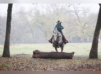 Caballo cuarto de milla, Yegua, 5 años, 142 cm, Tordo