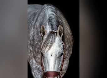 Caballo cuarto de milla, Yegua, 5 años, 142 cm, Tordo