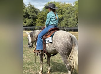 Caballo cuarto de milla, Yegua, 5 años, 142 cm, Tordo