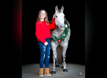 Caballo cuarto de milla, Yegua, 5 años, 142 cm, Tordo