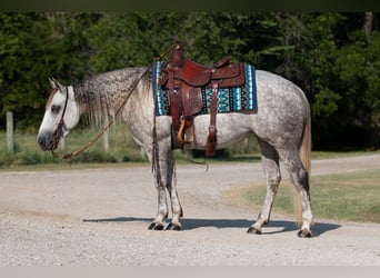 Caballo cuarto de milla, Yegua, 5 años, 142 cm, Tordo