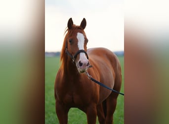 Caballo cuarto de milla, Yegua, 5 años, 144 cm, Alazán