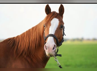 Caballo cuarto de milla, Yegua, 5 años, 144 cm, Alazán