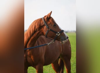 Caballo cuarto de milla, Yegua, 5 años, 144 cm, Alazán