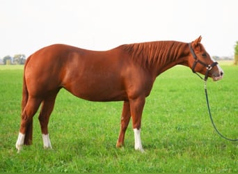 Caballo cuarto de milla, Yegua, 5 años, 144 cm, Alazán