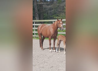 Caballo cuarto de milla, Yegua, 5 años, 145 cm, Alazán