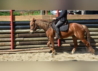 Caballo cuarto de milla, Yegua, 5 años, 145 cm, Alazán