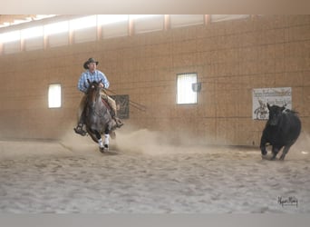 Caballo cuarto de milla, Yegua, 5 años, 145 cm, Castaño-ruano