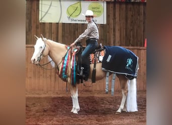 Caballo cuarto de milla, Yegua, 5 años, 145 cm, Palomino