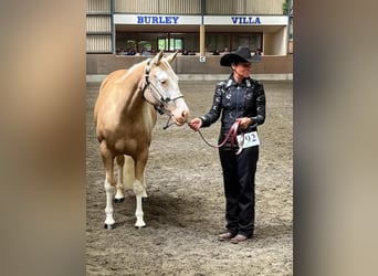 Caballo cuarto de milla, Yegua, 5 años, 145 cm, Palomino