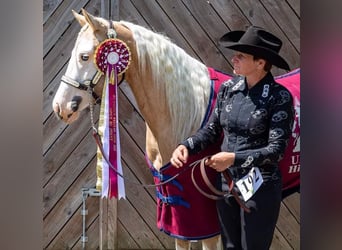 Caballo cuarto de milla, Yegua, 5 años, 145 cm, Palomino