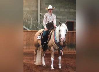 Caballo cuarto de milla, Yegua, 5 años, 145 cm, Palomino