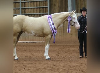 Caballo cuarto de milla, Yegua, 5 años, 145 cm, Palomino