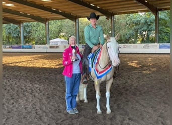 Caballo cuarto de milla, Yegua, 5 años, 145 cm, Palomino