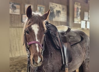 Caballo cuarto de milla, Yegua, 5 años, 145 cm, Ruano alazán