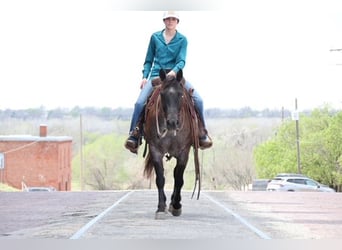 Caballo cuarto de milla, Yegua, 5 años, 145 cm, Ruano azulado