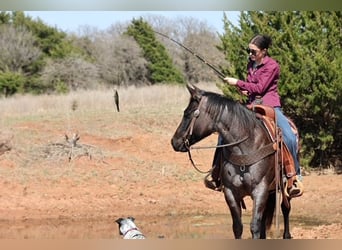 Caballo cuarto de milla, Yegua, 5 años, 145 cm, Ruano azulado