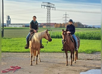 Caballo cuarto de milla, Yegua, 5 años, 146 cm, Alazán-tostado