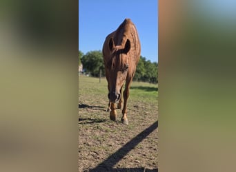 Caballo cuarto de milla, Yegua, 5 años, 147 cm, Alazán-tostado