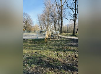 Caballo cuarto de milla, Yegua, 5 años, 147 cm, Palomino