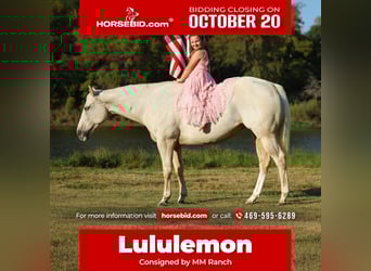 Caballo cuarto de milla, Yegua, 5 años, 147 cm, Palomino