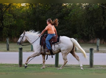 Caballo cuarto de milla, Yegua, 5 años, 147 cm, Palomino