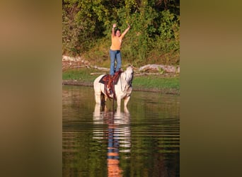 Caballo cuarto de milla, Yegua, 5 años, 147 cm, Palomino