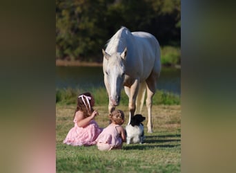 Caballo cuarto de milla, Yegua, 5 años, 147 cm, Palomino