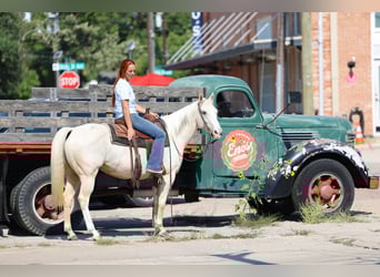 Caballo cuarto de milla, Yegua, 5 años, 147 cm, Palomino