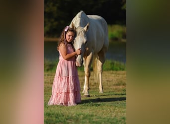 Caballo cuarto de milla, Yegua, 5 años, 147 cm, Palomino