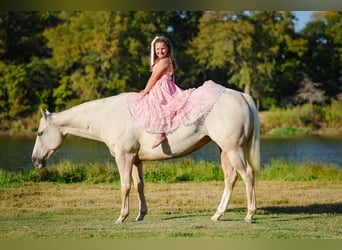 Caballo cuarto de milla, Yegua, 5 años, 147 cm, Palomino