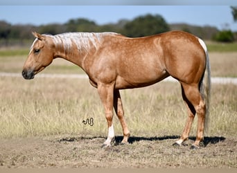 Caballo cuarto de milla, Yegua, 5 años, 147 cm, Palomino