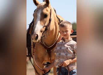 Caballo cuarto de milla, Yegua, 5 años, 147 cm, Palomino