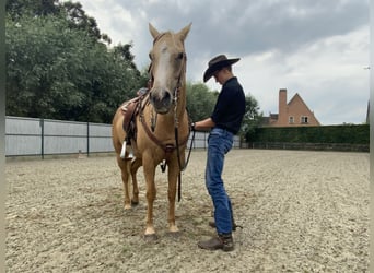 Caballo cuarto de milla, Yegua, 5 años, 147 cm, Palomino