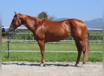 Caballo cuarto de milla, Yegua, 5 años, 148 cm, Alazán