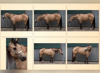 Caballo cuarto de milla, Yegua, 5 años, 148 cm, Buckskin/Bayo
