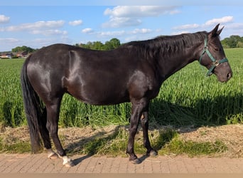 Caballo cuarto de milla, Yegua, 5 años, 148 cm, Castaño oscuro