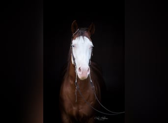 Caballo cuarto de milla, Yegua, 5 años, 149 cm, Alazán-tostado