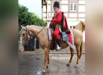 Caballo cuarto de milla, Yegua, 5 años, 149 cm, Palomino