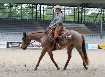 Caballo cuarto de milla, Yegua, 5 años, 149 cm, Ruano alazán
